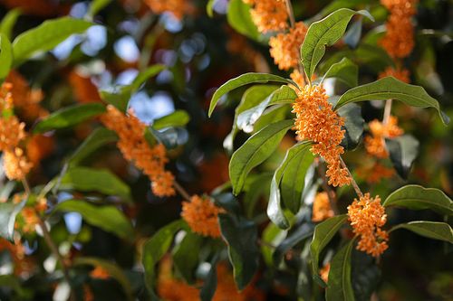 800px-Osmanthus_fragrans_(orange_flowers)